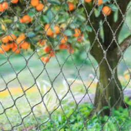 Bird Proof Netting – For Fruit Trees & Crops-2