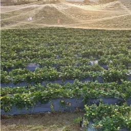 Custom Size Anti Bird Net – OEM Available-1