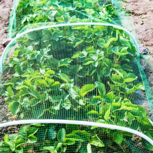 Garden Bird Protection Net – Easy Install-1