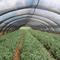 Nursery Shade Cloth for Seedling Protection