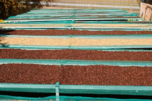 Coffee Drying Net The Ultimate Solution for Post Harvest Processing in Southeast Asia
