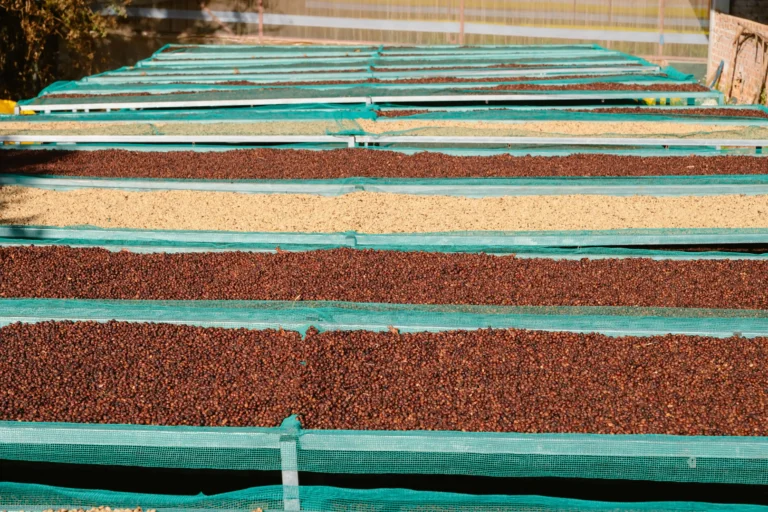 Coffee Drying Net The Ultimate Solution for Post Harvest Processing in Southeast Asia