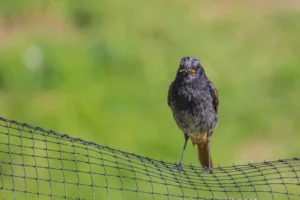 hdpe bird netting protecting crops