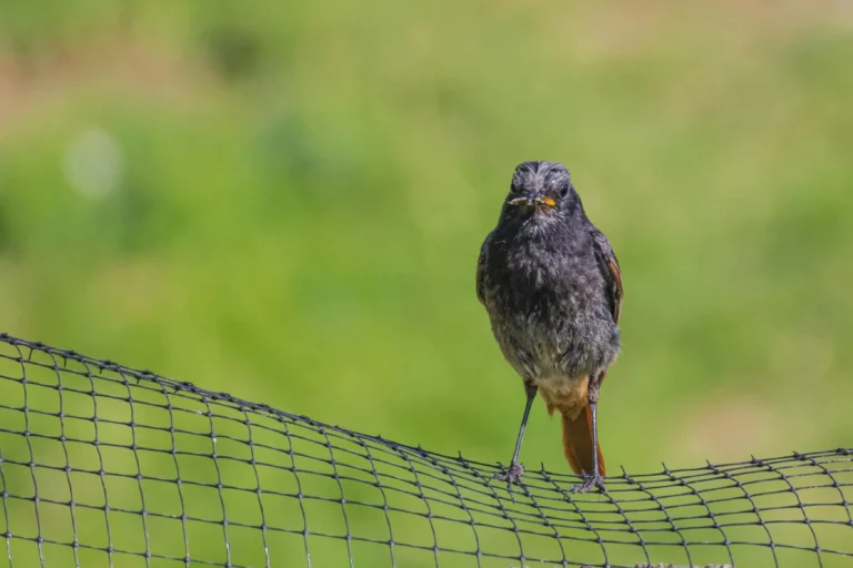 hdpe bird netting protecting crops